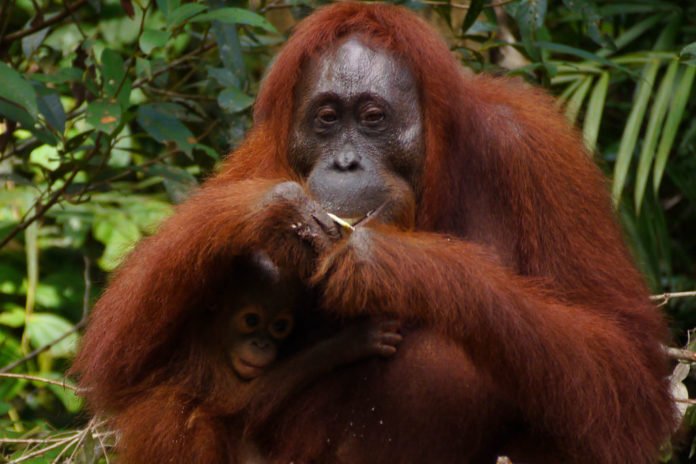 el-biodiesel-a-partir-de-aceite-de-palma-amenaza-al-orangutan-de-borneo