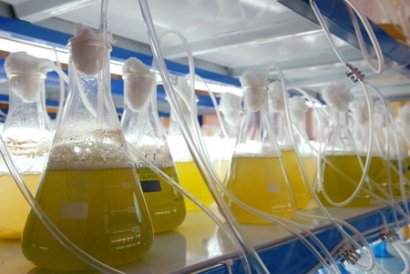 30-de-noviembre-fecha-clave-para-los-biocarburantes