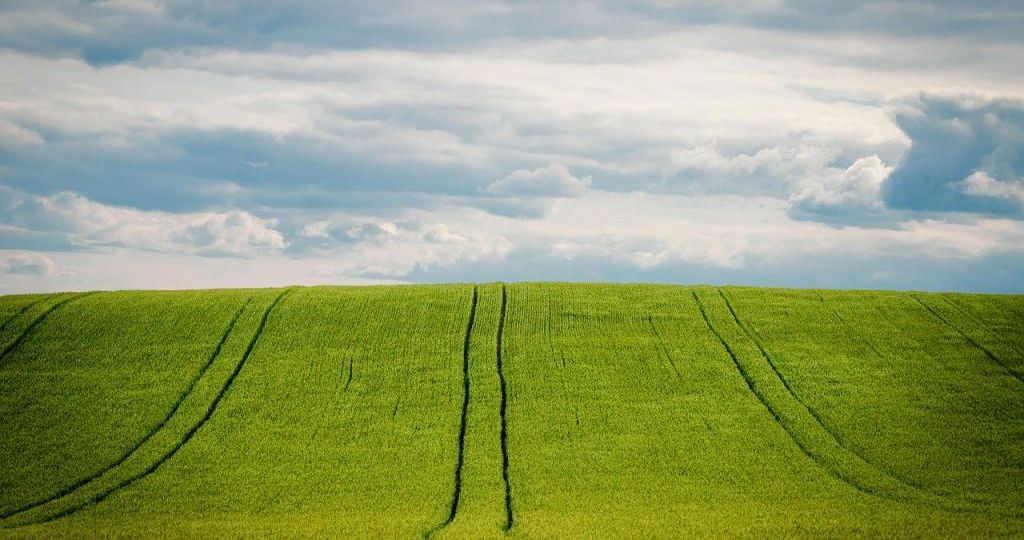 20251031131837-barley-5249498_1280-web