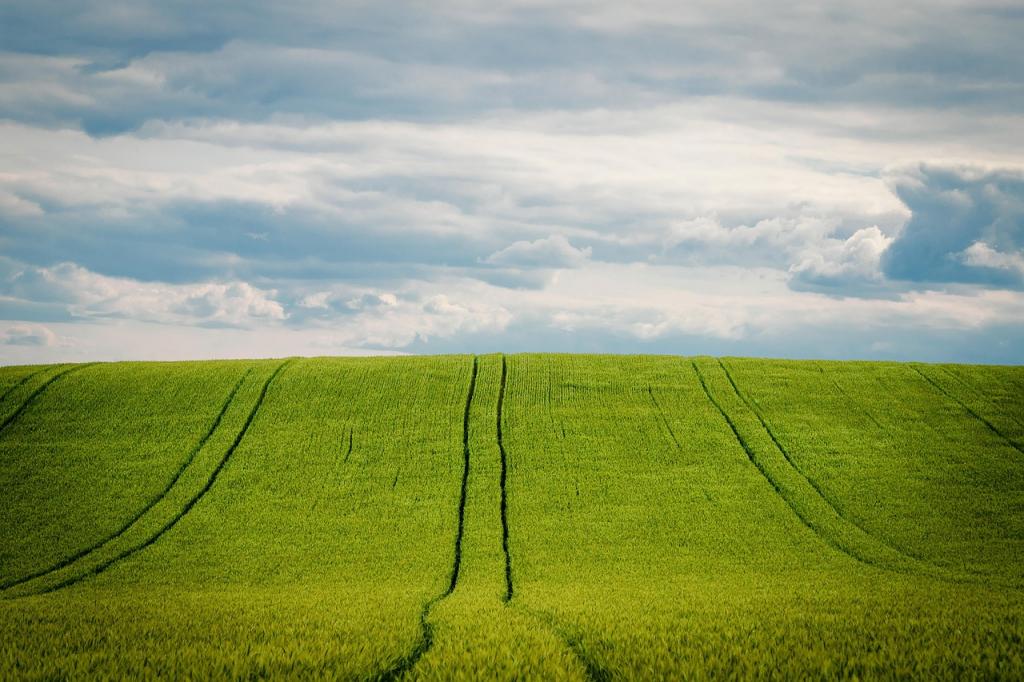 20251031131837-barley-5249498_1280-web